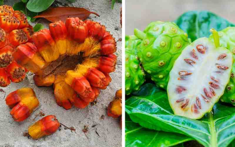 Подробнее о статье 16 самых экзотических фруктов, которые вам точно не доводилось пробовать