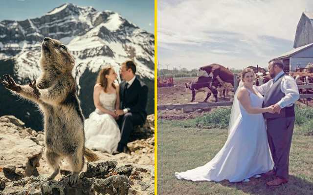Вы сейчас просматриваете 40 самых забавных свадебных фото сделанных когда-либо