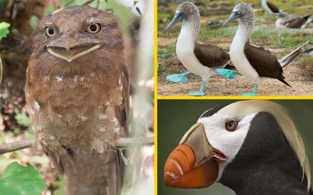 Read more about the article 12 самых необычных птиц в мире