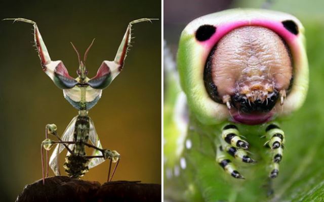 Подробнее о статье Самые необычные насекомые нашей планеты