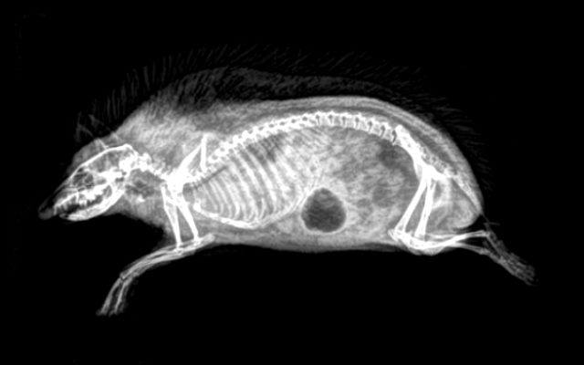 Подробнее о статье Рентгеновские снимки животных. Догадаетесь, кто есть кто?