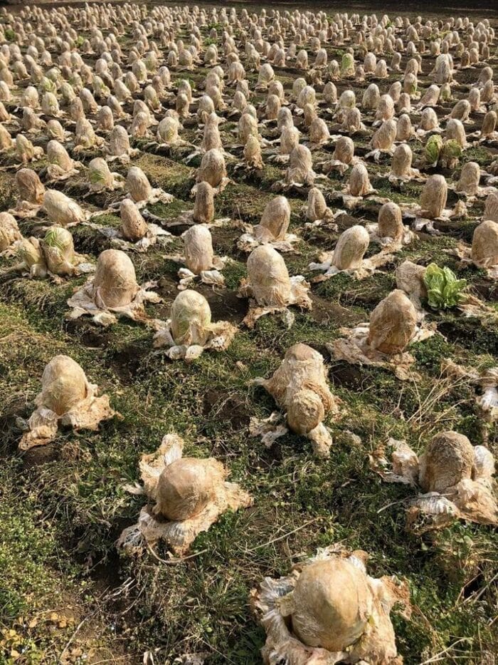 это поле китайской капусты