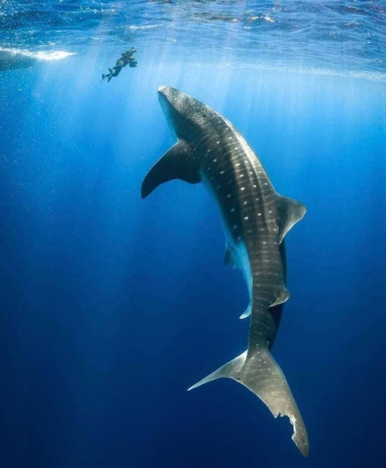 Размер китовой акулы