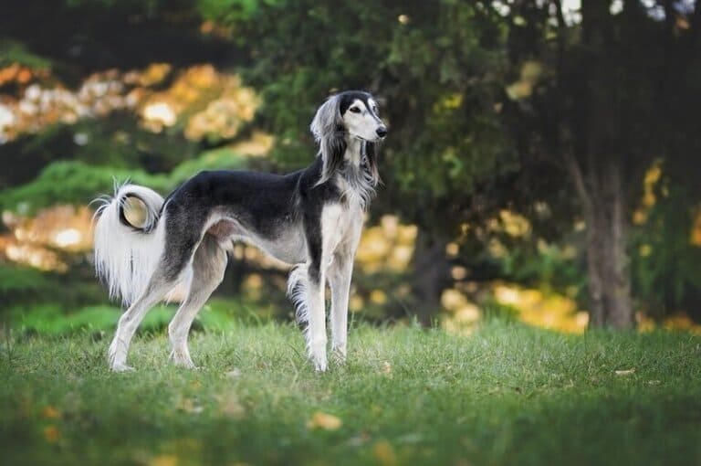 Салюки - древнейшая порода собак в мире