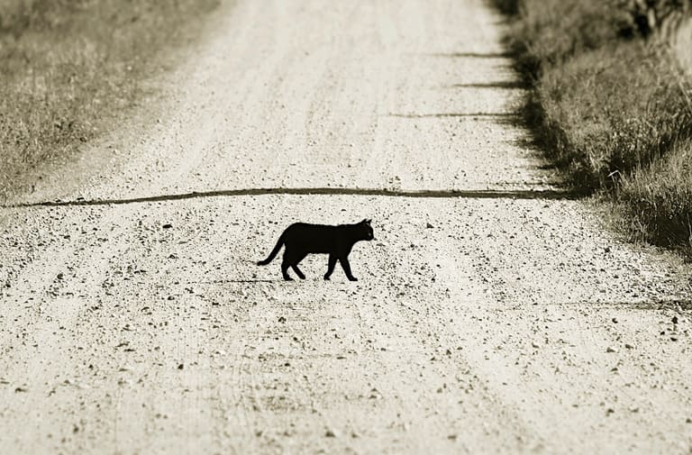 Не позволяйте черной кошке переходить вам дорогу