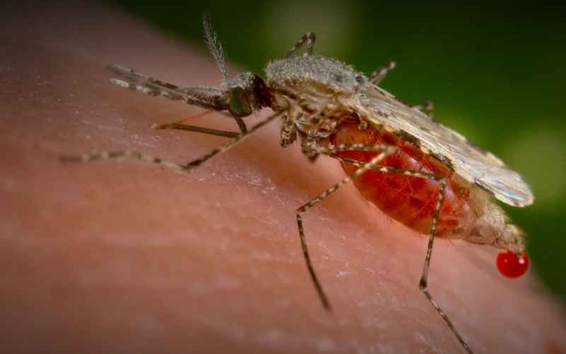 Подробнее о статье 10 паразитов, которых следует опасаться летом