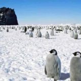 Интересные факты о Южном полюсе, после которых ты точно захочешь посетить его
