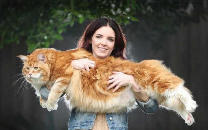 Read more about the article Самый длинный кот в мире
