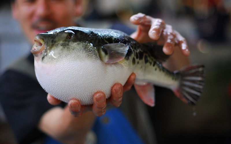 Read more about the article Фугу: Интересные факты о рыбе убийце