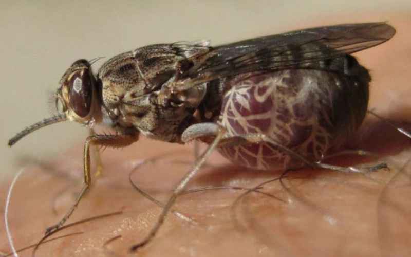 Read more about the article Самые опасные насекомые в мире