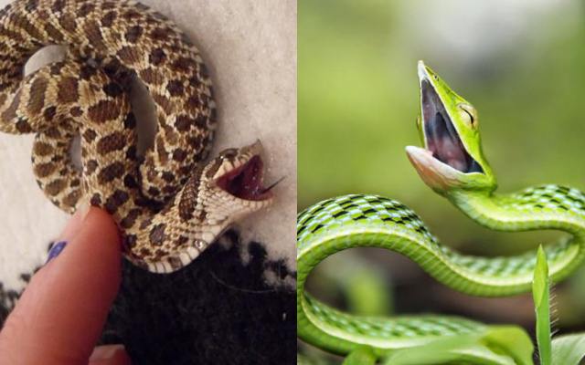 Read more about the article Вы не поверите, но змеи тоже могут быть милыми