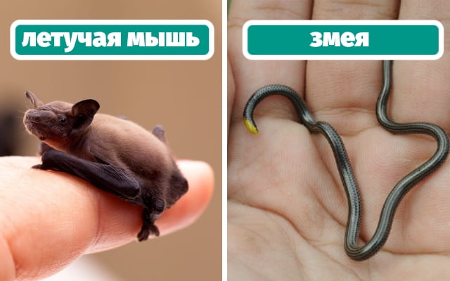Подробнее о статье Самые маленькие животные в мире