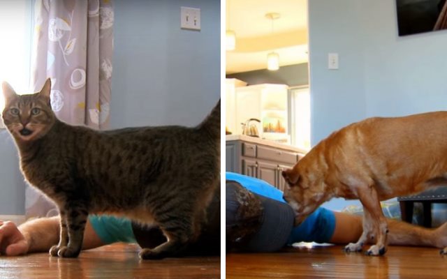 You are currently viewing Эксперимент: сравнение поведения кошки и собаки на разыгранную смерть