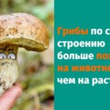 17 невероятных фактов, которые изменят ваш взгляд на мир