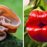 20 растений и грибов, удивительно похожих на части человеческого тела