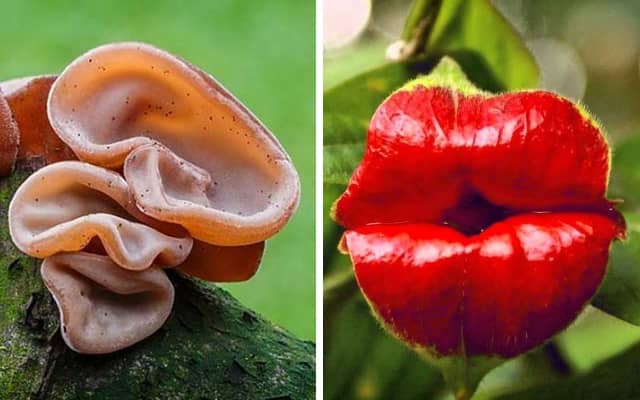 Подробнее о статье 20 растений и грибов, удивительно похожих на части человеческого тела