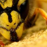 Интересные факты о пчёлах, которые изменят ваше представление о них