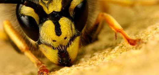 Вы сейчас просматриваете Интересные факты о пчёлах, которые изменят ваше представление о них