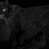 Редчайшего чёрного леопарда сфотографировали  — впервые за последние сто лет
