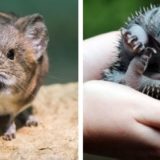 30 очаровательных детенышей редких животных, которых вы раньше не видели