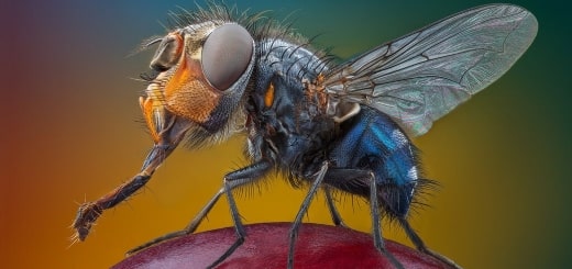 Подробнее о статье Макромир насекомых