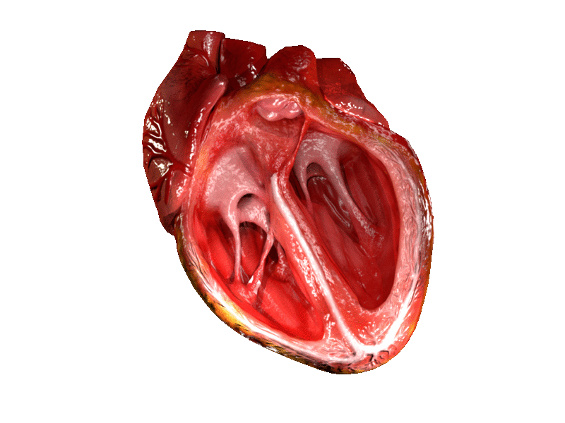3D-модель сердца человека