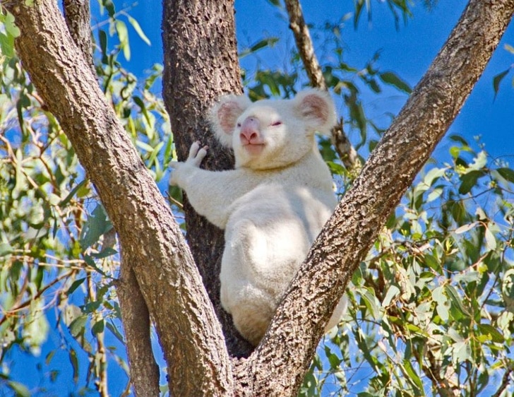 Белая коала