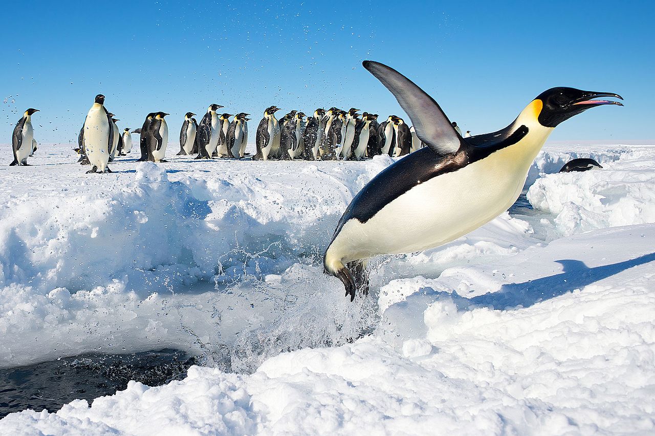 Императорский пингвин выпрыгивающий из воды, Антарктика