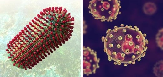 Read more about the article Топ-10: самые опасные для человека вирусы в мире