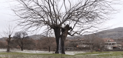 Подробнее о статье Это дерево в Черногории превращается в фонтан, когда идет дождь