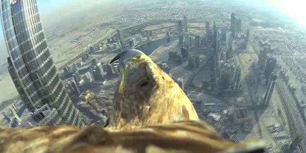 Подробнее о статье Посмотрите, как орел спускается с самой высокой башни в мире