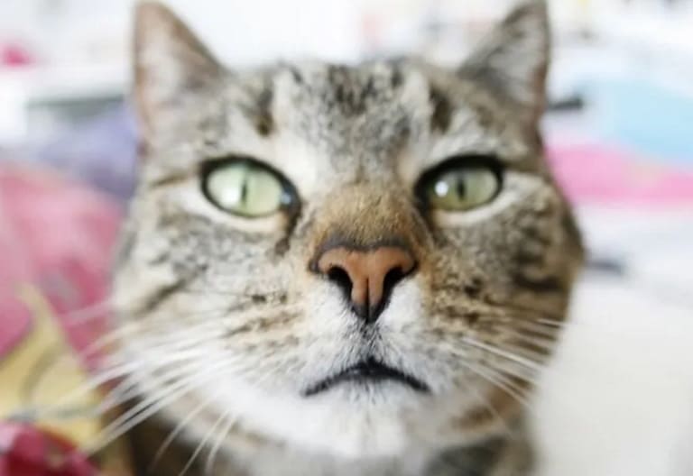 You are currently viewing 50 интересных фактов о кошках, которые вы могли не знать