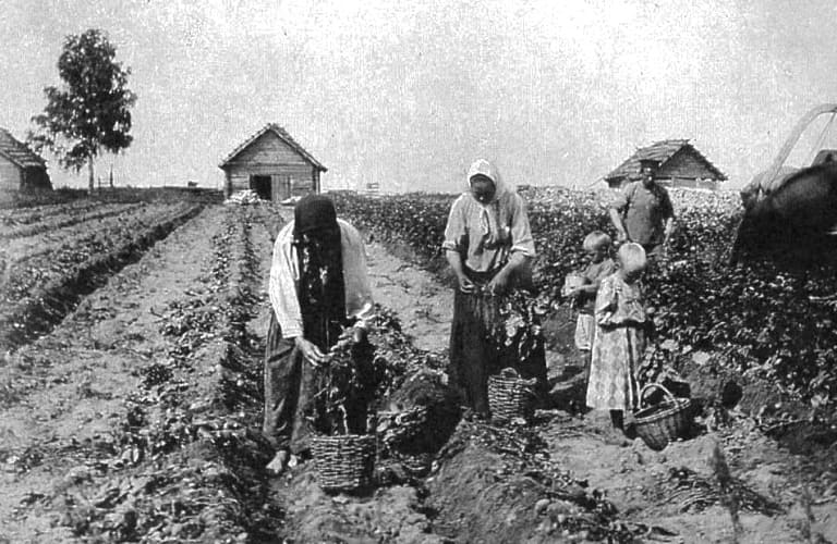 Подробнее о статье Что русские выращивали в огороде до появления картошки и помидор
