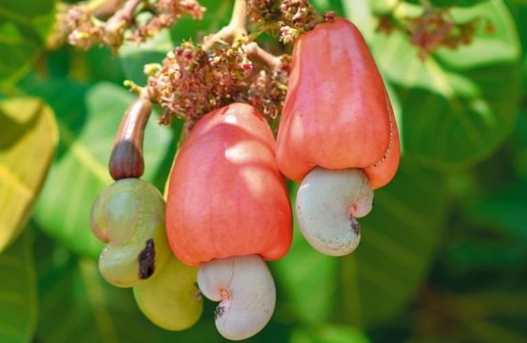 Подробнее о статье Как и где растут экзотические фрукты