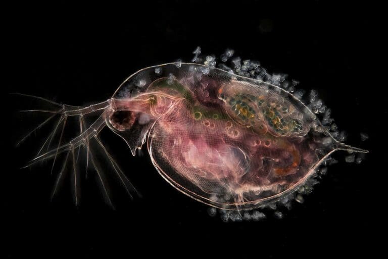 9-е место: «Водяная блоха (Daphnia), с эмбрионами»