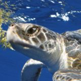 12 интересных фактов о морских черепахах