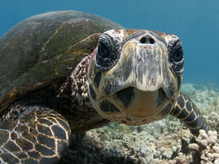 Морские черепахи не прячутся в панцирь