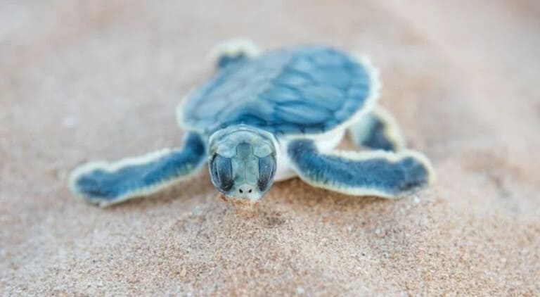 Пол морской черепахи