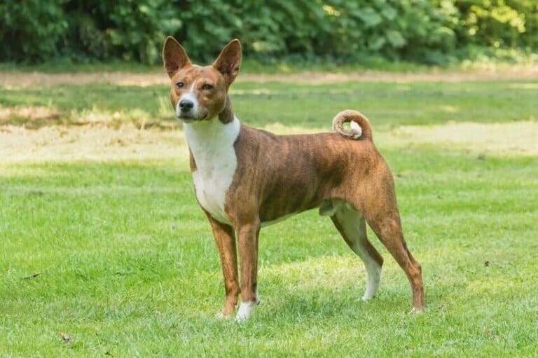 Басенджи - единственная нелающая порода собак