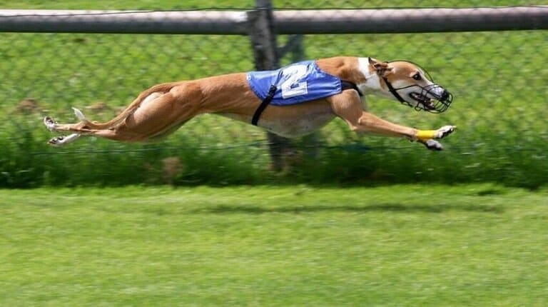 Грейхаунд - самая быстрая порода собак