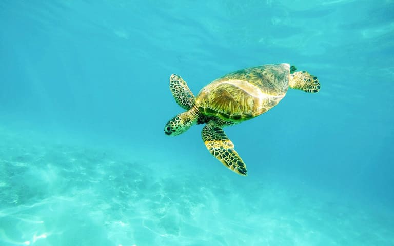 Зеленые морские черепахи