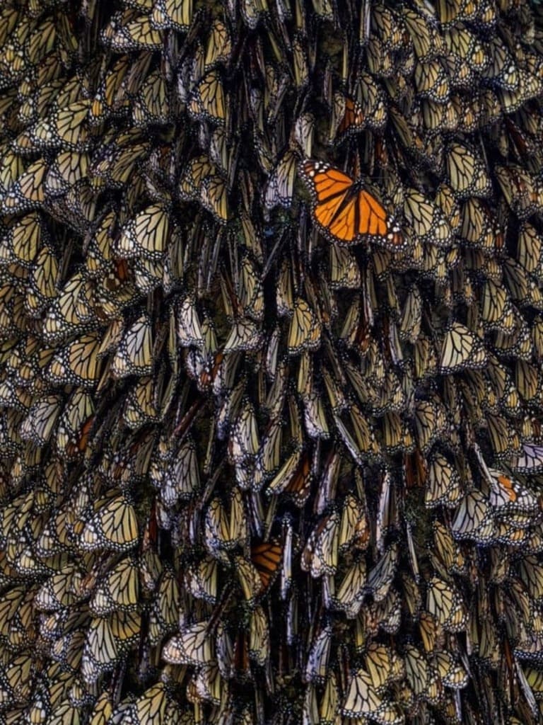 Бабочки Монархи