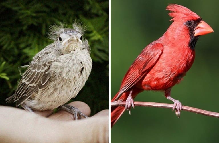 Read more about the article Как выглядят птенцы разных птиц?