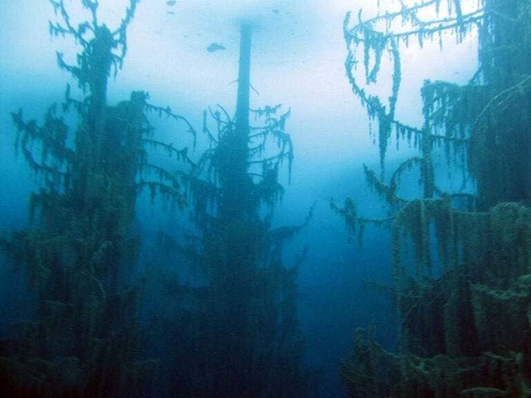 Подводный лес на озере Каинды