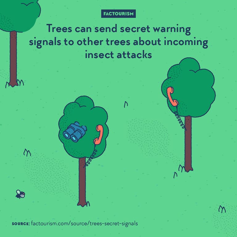 Деревья могут посылать предупреждающие сигналы