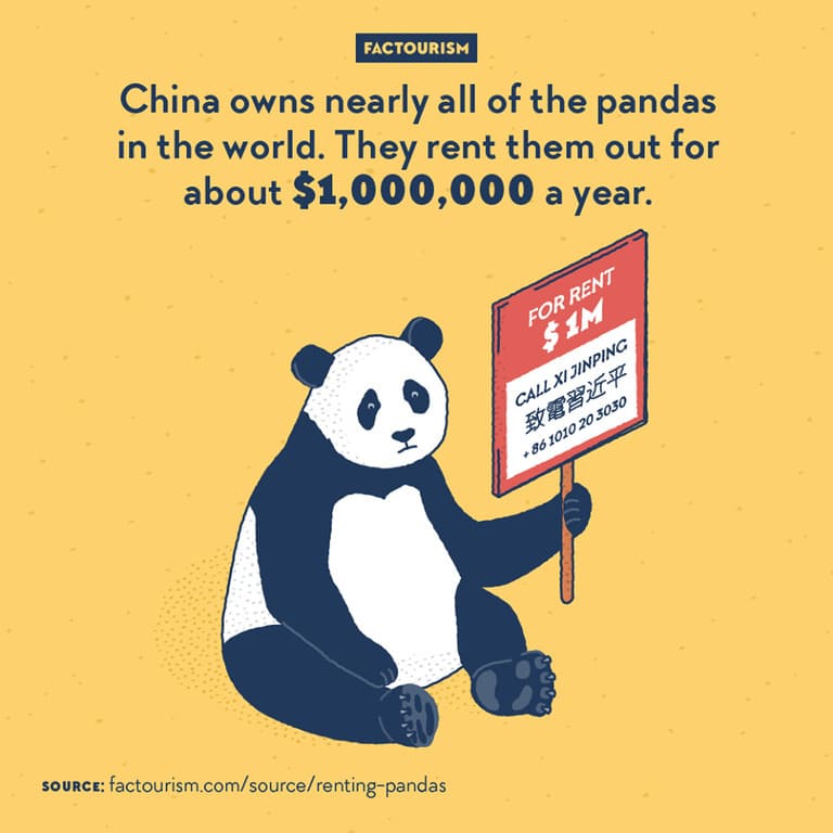 Китай владеет почти всеми пандами