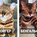 12 пар породистых кошек, которые люди часто путают